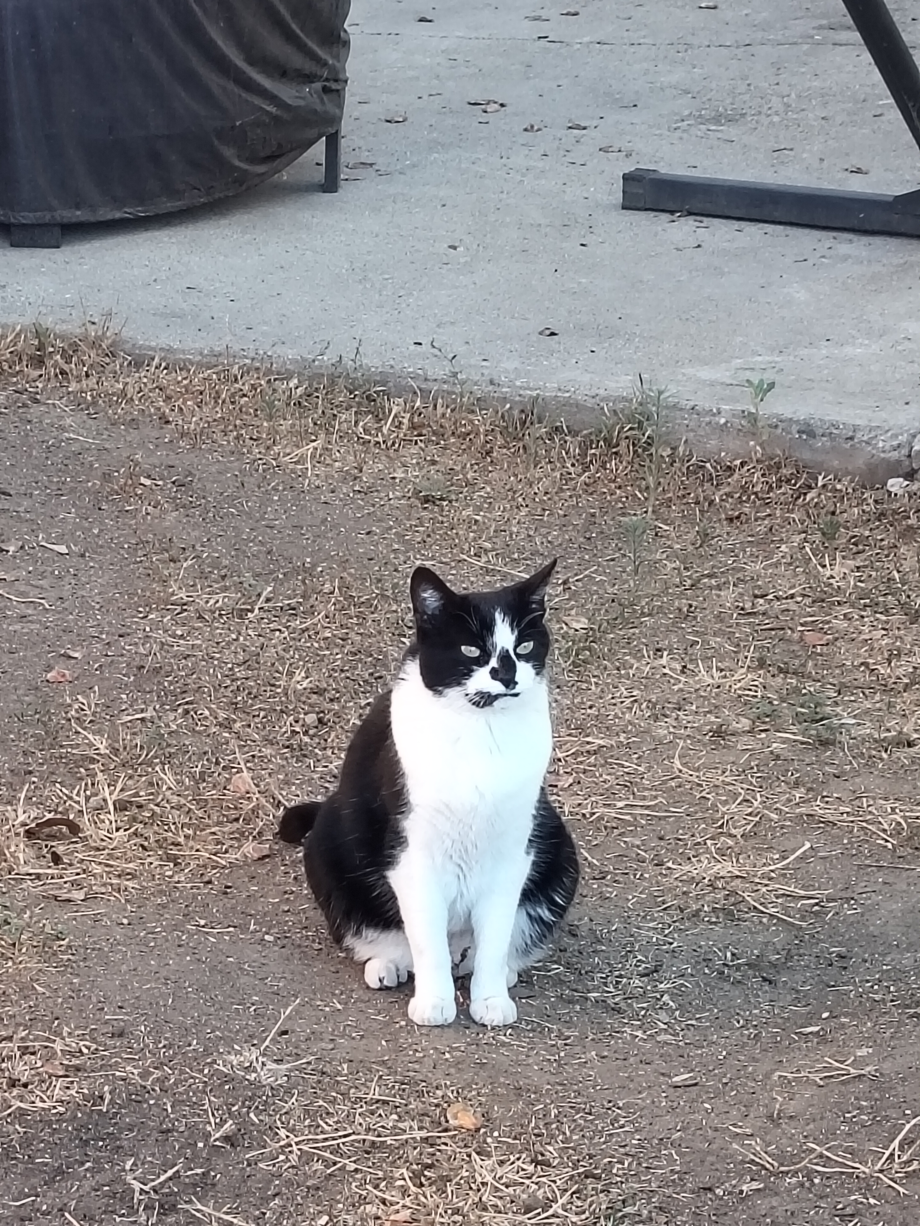 Pishoo just standing there...MENACINGLY!