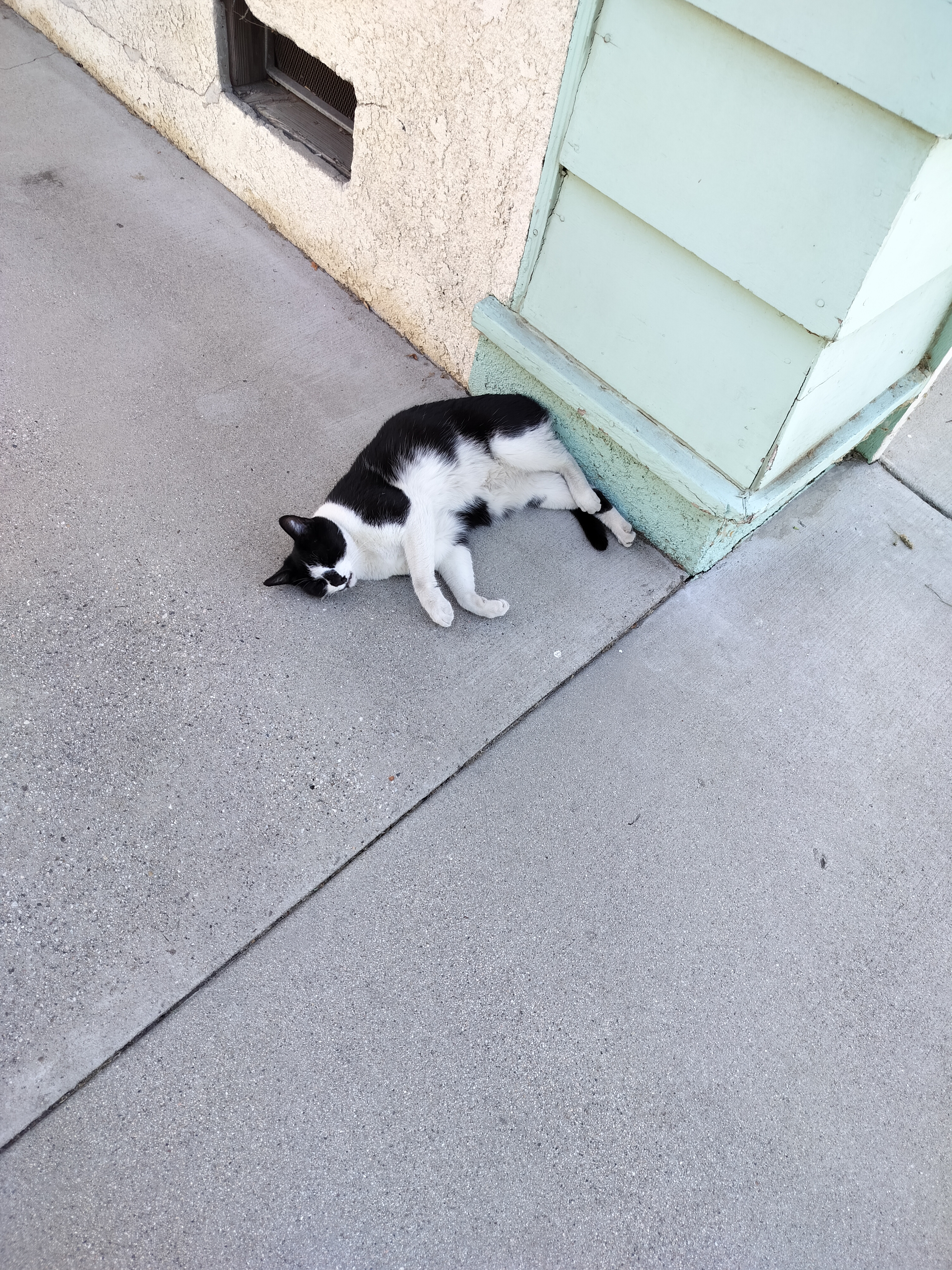 Pishoo sleeping to beat the heat